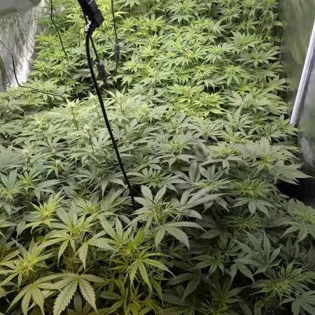 Creamzilla Auto x3