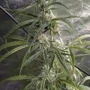 Pablo Escobar auto x3