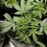 FumePop Auto x3