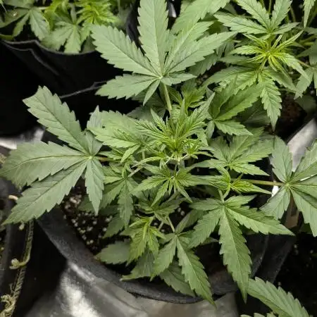 FumePop Auto x3