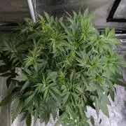 Sugar Black Rose x1