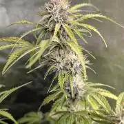 Cotton Berry Rush Auto x3