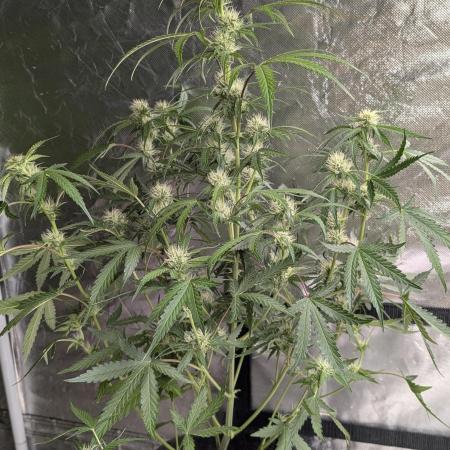 Guava X Gelato 41 x3
