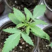 Chemical Candy Auto x3
