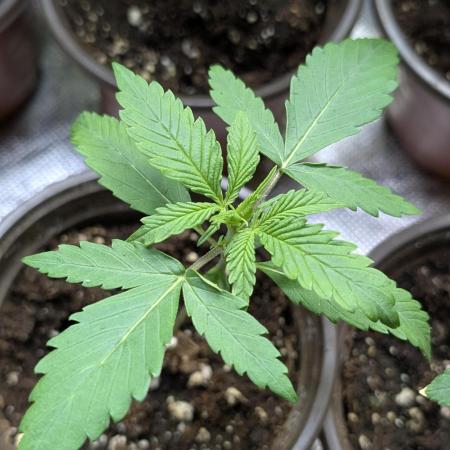 Chemical Candy Auto x3