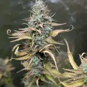 Purple Lemon Tree XLL x4