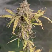 Cotton Berry Rush Auto x3