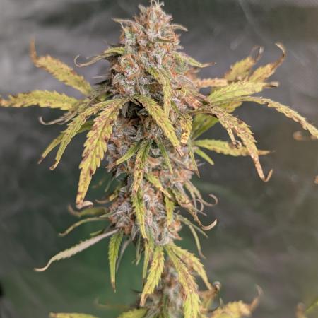 Cotton Berry Rush Auto x3