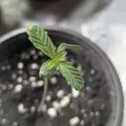 Frosted Guava Auto x3