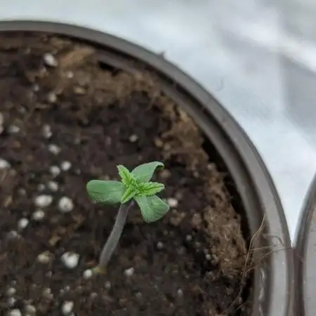 Creamzilla Auto x4