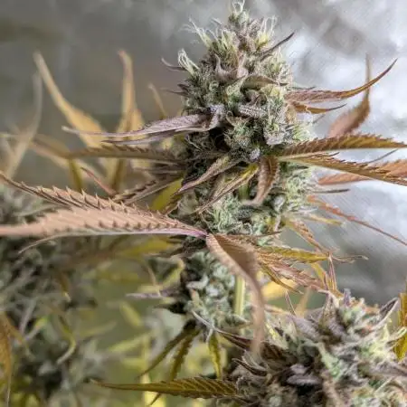 Creamzilla Auto x4