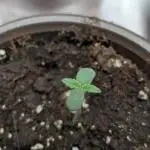 FumePop Auto x4