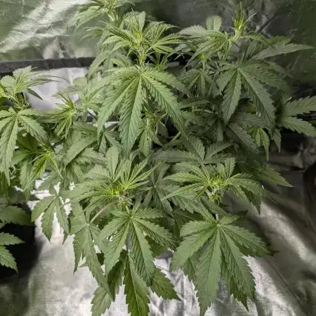 FumePop Auto x3