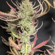 Chemical Candy Auto x3