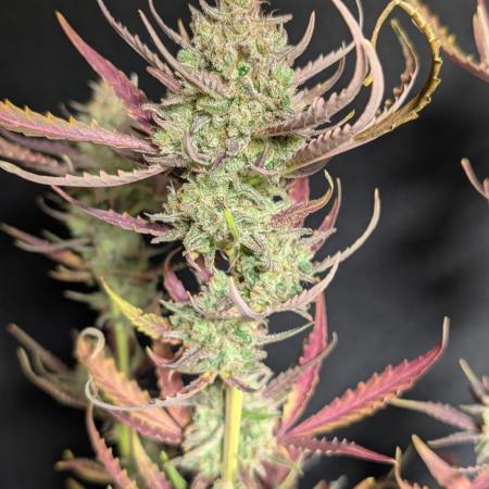 Chemical Candy Auto x3