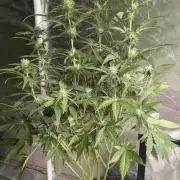 Guava X Gelato 41 x3