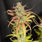 Frosted Guava Auto x3