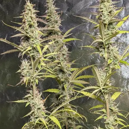 Godzilla Cookies Auto x3