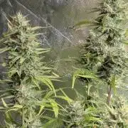 Frosted Guava Auto x2