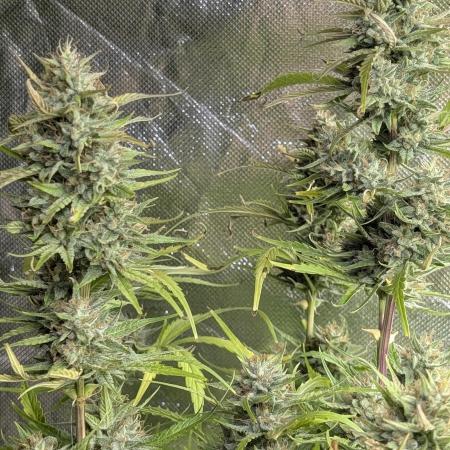 Frosted Guava Auto x2