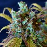 ORANGE SHERBET AUTO X3 ORGANIC