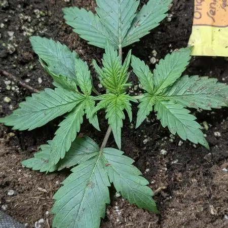 FumePop Auto x3