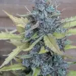 Godzilla Cookies Auto x3