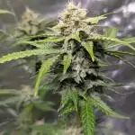 Zkittlez Auto x6