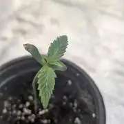 Frosted Guava Auto x3