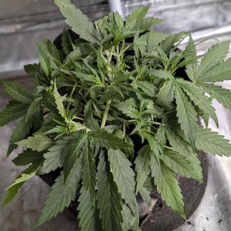 Purple Lemon Tree XLL x4
