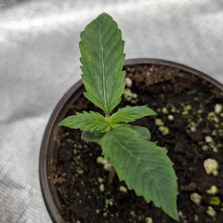 Creamzilla Auto x4