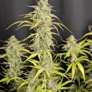 Frosted Guava Auto x3