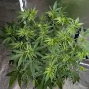 Sugar Black Rose x1