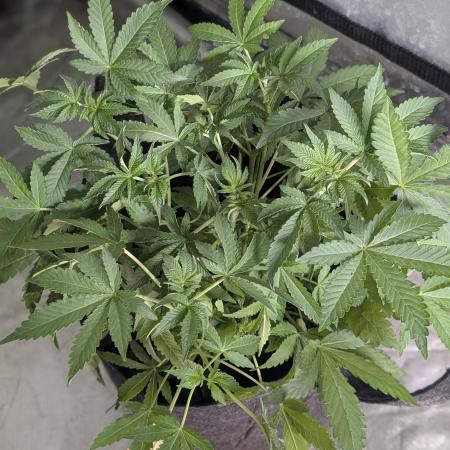 Chemical Candy Auto x3