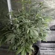 Guava X Gelato 41 x3