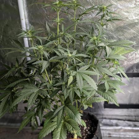 Guava X Gelato 41 x3