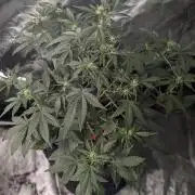 Purple Opium Auto x5