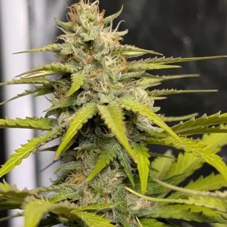 Banana Blaze Auto x3