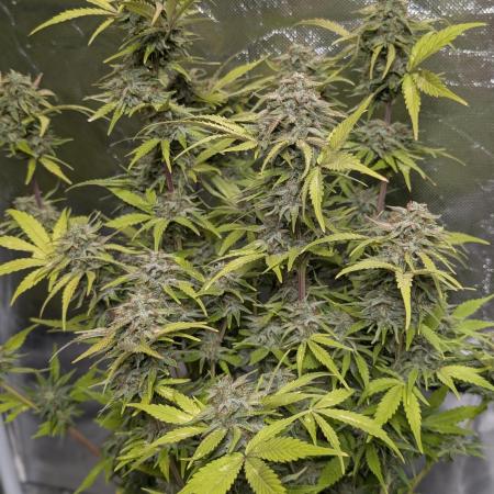 Melon Mosh Auto x4