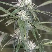 Purple Lemon Tree XLL x4