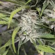Fractal auto x5