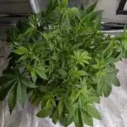 Zinnapple x5