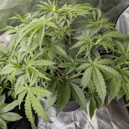 FumePop Auto x3