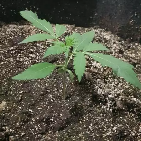 Gorilla Glue