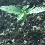 Second try at growing, 2x Green Crack