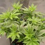 LOW LOW Budget 36 Watt Grow, since flowering 3rd plant on top with hortione 2 still under 36 watt 6500k +18 watt 660nm