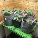 Fastbuds 420