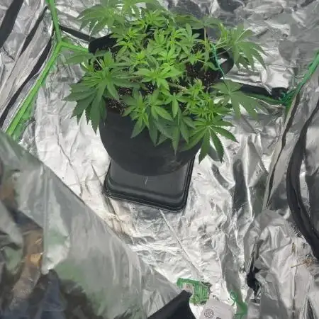 Gorilla melon
