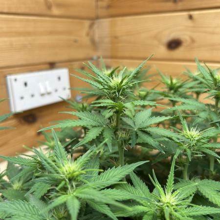 Fastbuds 420