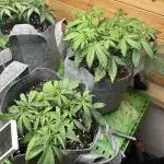Fastbuds 420